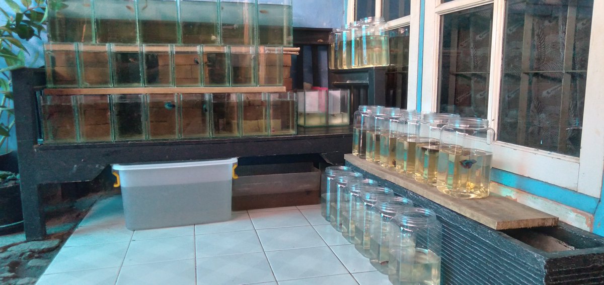 mau beli ikan cupang ?? dateng . lihat . beli .. 
mau contoh foto ?
WA aj 081802029527