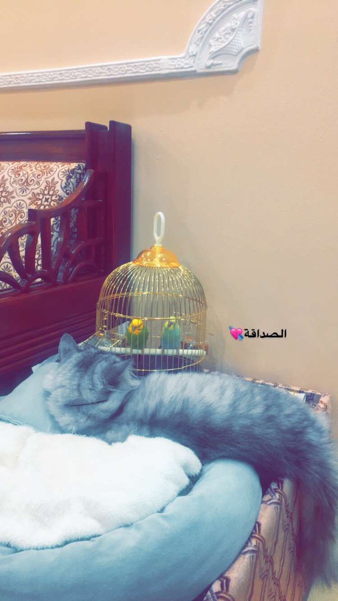 Omania092's tweet photo. اتوقع كوكي اختارت شي هي تحبه وتقدمه كهدية ♥️🥺 https://t.co/1k2L9wt8io