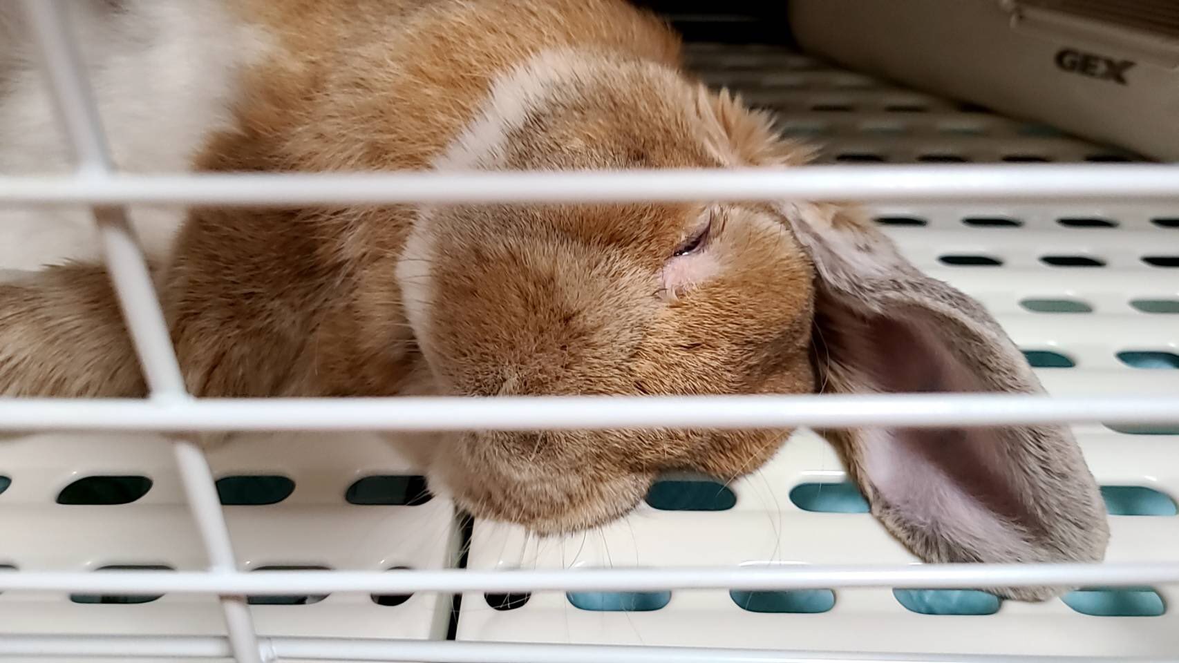 めぐっ子 コテン寝のトノさん リラックスしてますな との うさぎ コテン 可愛い