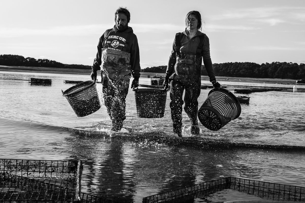 Wellfleet Shellfish tweet media
