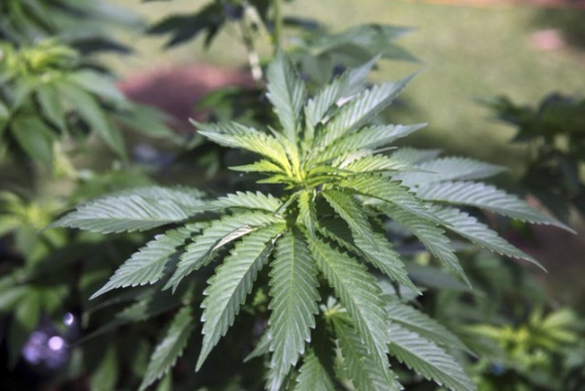 njdotcom's tweet photo. U.S. House votes to end federal ban on marijuana https://t.co/dvKzcgaKeL https://t.co/HabkaylqsO
