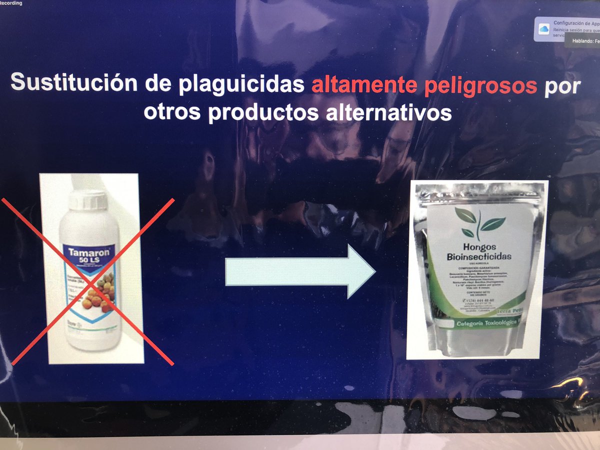 Magnifica exposición del Dr. Fernando Bahena, investigador del <a href="/inifap/">INIFAP</a> Uruapan, sobre manejo agroecológico del gusano cogollero en la conferencia convocada por la dip. <a href="/YadiraMarcosSin/">Yadira Marcos</a> sobre Agrotécnicas en el cultivo del maíz. 👇🏽