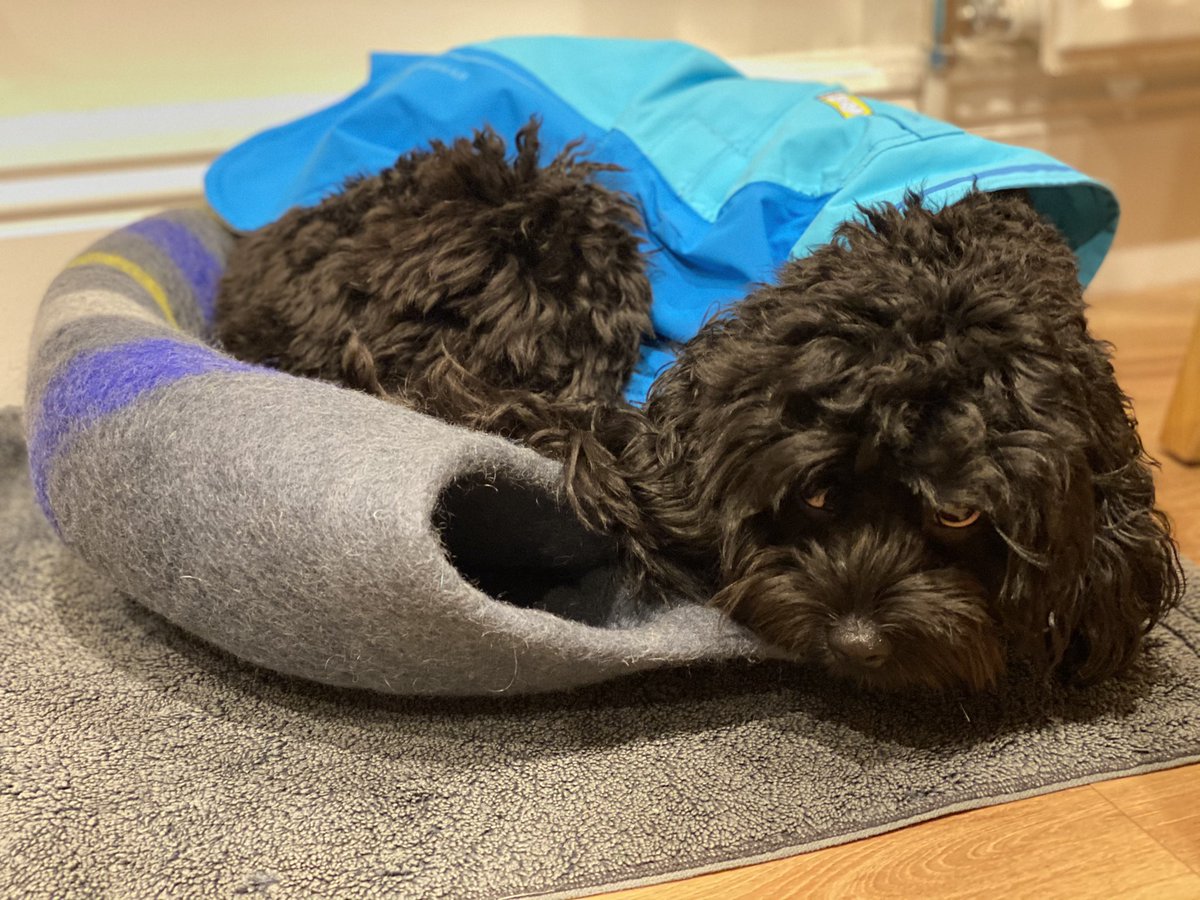 OdinAllbother's tweet photo. 🙄 My humans messed up a bit - I'm supposed to be able to sleep inside this domed cave bed. Well. Uhm. Clearly no 🤣 Thankfully it can go flat so I can at least sleep on it. Thx guys 🙄🤣 #TinyBed #dogs #dogsoftwitter #FirstDogProblems https://t.co/xLrJCrMq4S