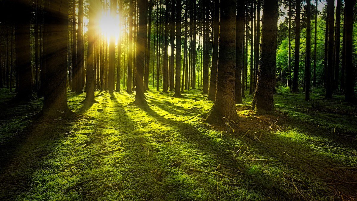 Join <a href="/eclipseglove/">éclipse</a> for their Virtual Forest Bathing event on 12/5! You will be virtually guided by Darlene Rooney, certified Forest Therapy Guide. You'll be part of a group, yet able to explore the invitations privately and if you choose. eventbrite.com/e/virtual-fore…