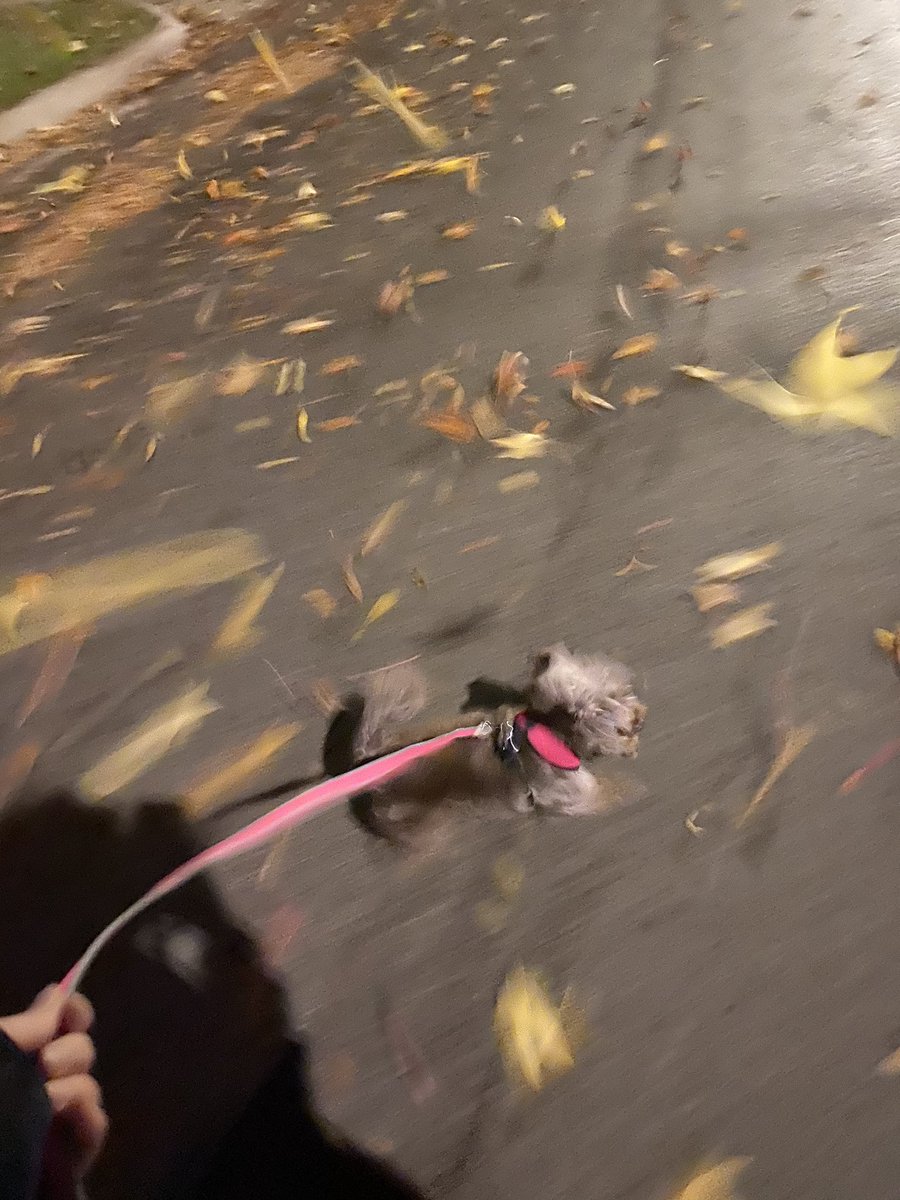 organicemo's tweet image. last week when i accidentally took sophie on a walk during a tornado