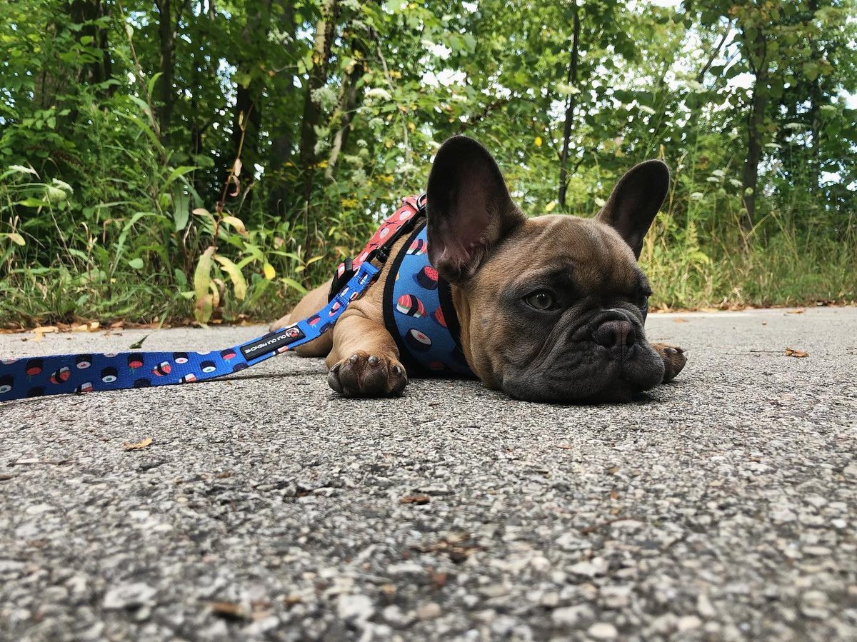 ouiouifrenchie's tweet photo. Please don’t make me adult today.... 

📷 : @wally_watch

Designed for compact breeds like #frenchbulldogs #bostonterriers #pugs and #corgis 🐶⁣ https://t.co/b3vX2wRXLE ⁣⁣⁣⁣⁣⁣⁣ https://t.co/zSA8WKAj65