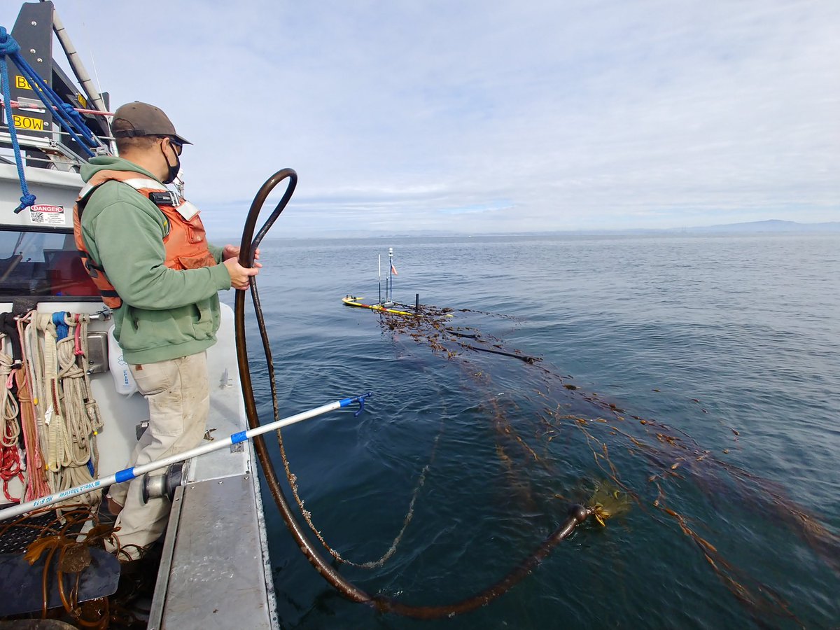 Stopping by to kelp out our #waveglider after we noticed it was tracking oddly. Didn't realize it was carrying a kelp parade with all the critters included!  #marineOperations @MBARI_News