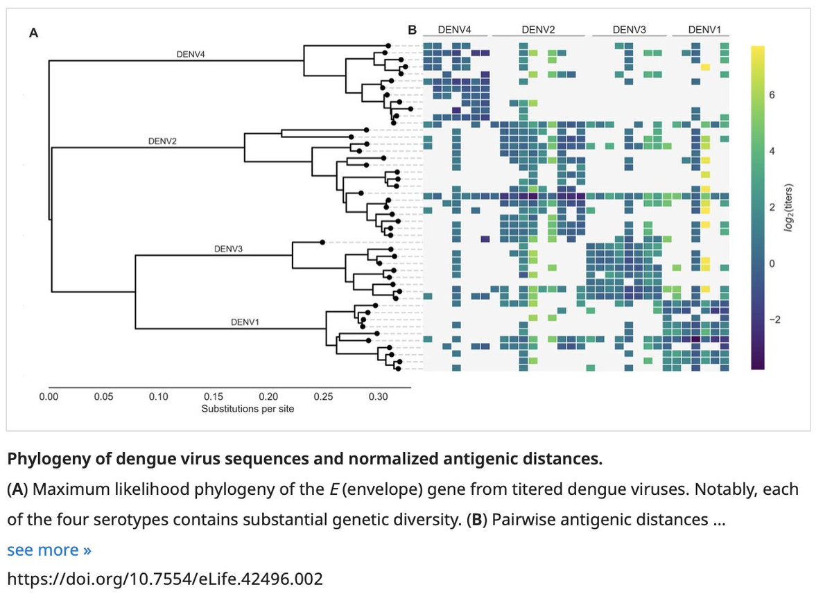 The textbook example for 'original antigenic sin' (OAS) is dengue. The viral population is comprised of 4-5 genetically different lineages. Prior exposure to one lineage of dengue tends to make subsequent infections by another lineage more severe.3/ https://elifesciences.org/articles/42496&nbsp;