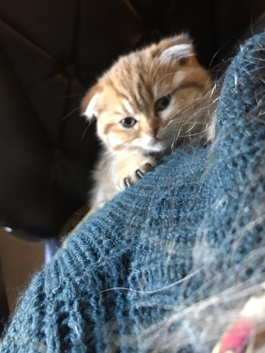 VetPathwaysHome's tweet image. Welcome to the fam! We adopted a new support companion. Her name is related to  Compass (Sharon's service dog) orientation system- Magnet or Maggy for short. She is 9 weeks old &amp;amp; unbearably cute.

She will be an added dimension of delight, healing and personality for us.