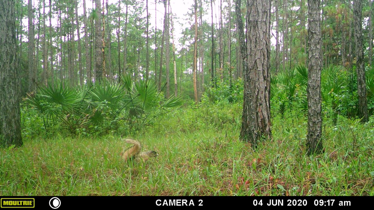 As a State Species of Special Concern in FL, it seems fitting to share these #trailcam photos of Southern Fox Squirrel in @UF @SFRC_UF's Austin Cary Forest @acf_uf on #WildlifeConservationDay... @UFWildlife @UfWgsa @UF_IFAS @UFBiodiversity @Trailcampro @Moultrie