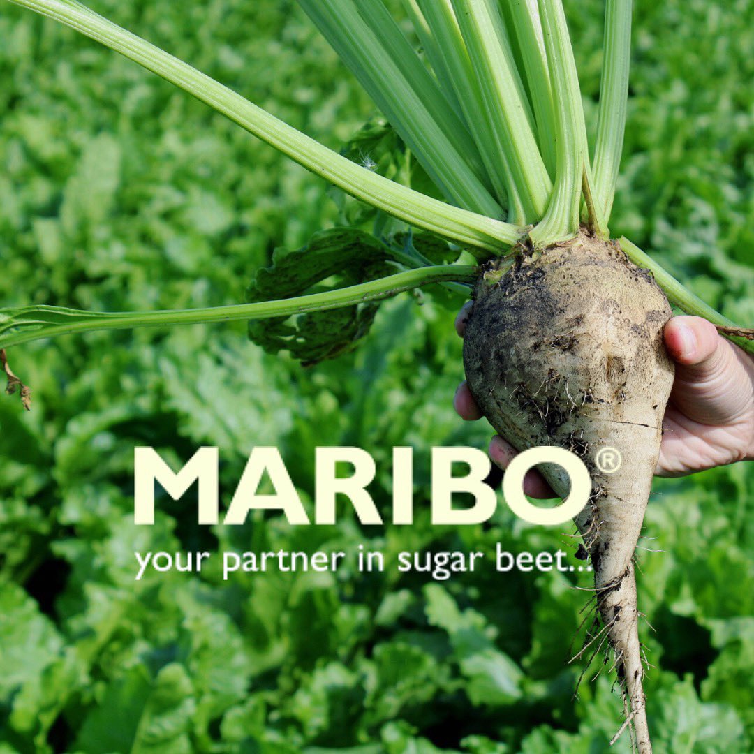 Contact your local seed sales representative to find the right Maribo Seed hybrid for your farm. 

Find your local seed rep here: mariboseed.com/united-states/…