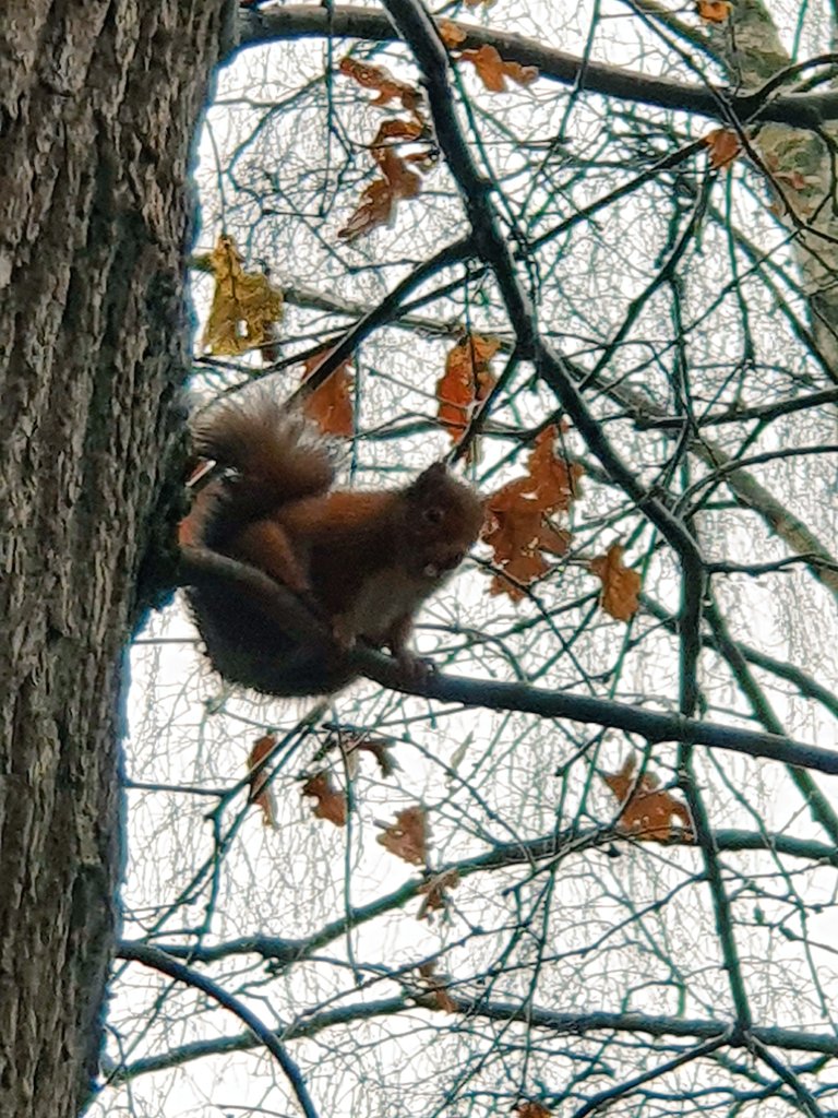 SPCCollegeClub's tweet photo. During the 2K a day challenge, there's spectators everywhere....our red squirrels are elusive wee critters! @PolScotCollege #Wellbeing #FeelGoodFriday https://t.co/8mStYV42uK