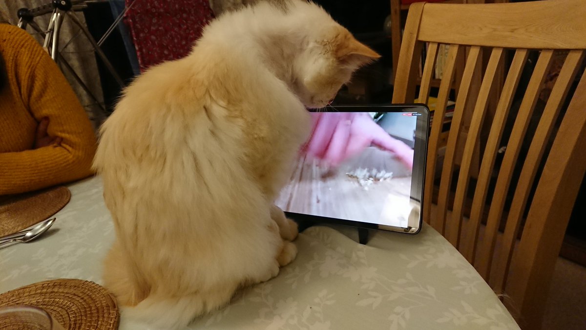 #Revealmymeal My cat, Rufus learning how to chop garlic
