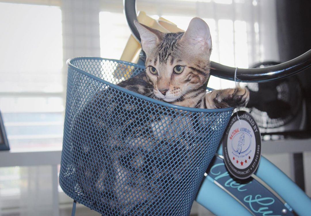 If I fits, I sits... 🐱 and then demand to be taken on a bike ride with mom. 🚴🏽♂️ 🐾 #LiveTheRide #CaturdayEveryday
📷: @oliveyoubengal https://t.co/6hZ3qxr02b