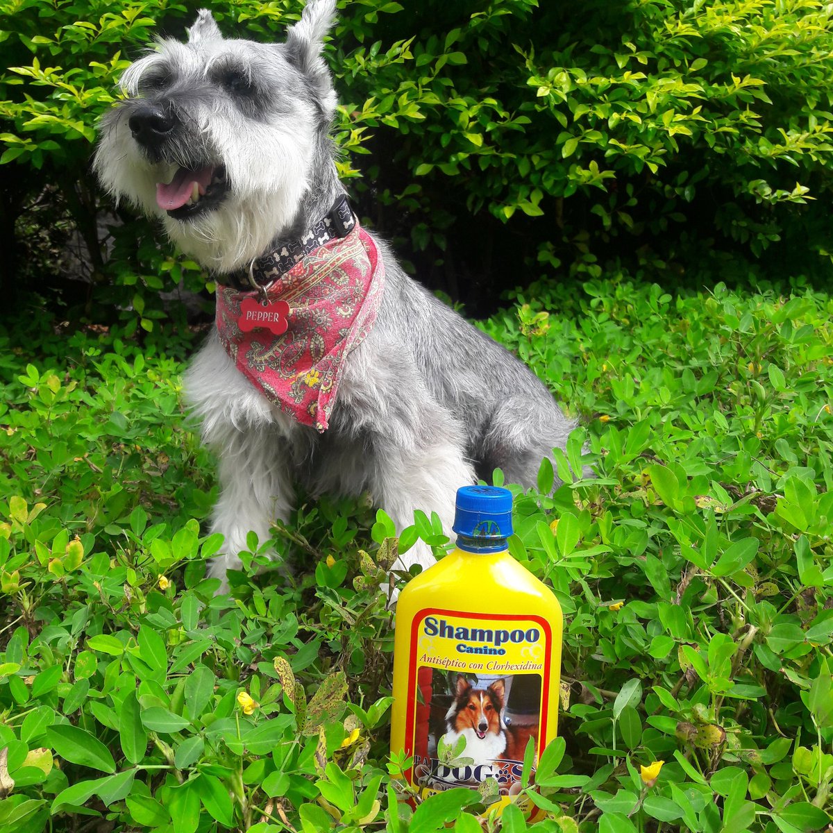 Acaregye's tweet photo. 🧴Shampoo Dog's con clorhecidina indicado para tratamiento de bacterias en pelaje y piel.
#disprovef #molerpa #shampoo #pulgas #garrapatas #bacterias #hongos #veterinario #ecuador #samanes #acarevet https://t.co/P6nS3sjcby