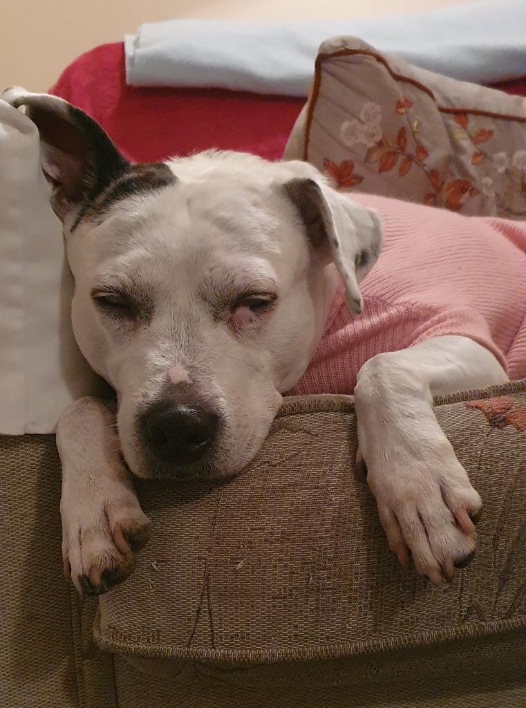 Penny_theDog1's tweet photo. Having a #FedUpFriday today. It's been wet and cold today and my poor tootsies keep getting all wet and muddy when I go outside #fedup #grump #grumblesocks #WinterIsComing #RainyDay #cold #ColdTootsies #wetfeet #dogsoftwitter #dogslife #dogs #cuteanimals #RescueDogsRock https://t.co/kUIgUJ1oas