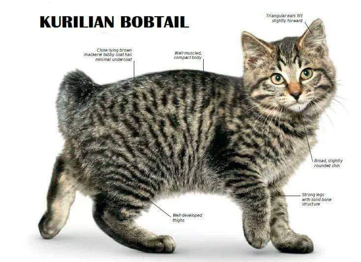 [ JomKitaKongsi ] - 75 Jenis Kucing Yang Korang Kena Tahu Selain Si King Oyen !!!   #JomKita.Comelnya Semua!!! 