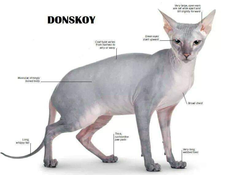 [ JomKitaKongsi ] - 75 Jenis Kucing Yang Korang Kena Tahu Selain Si King Oyen !!!   #JomKita.Comelnya Semua!!! 