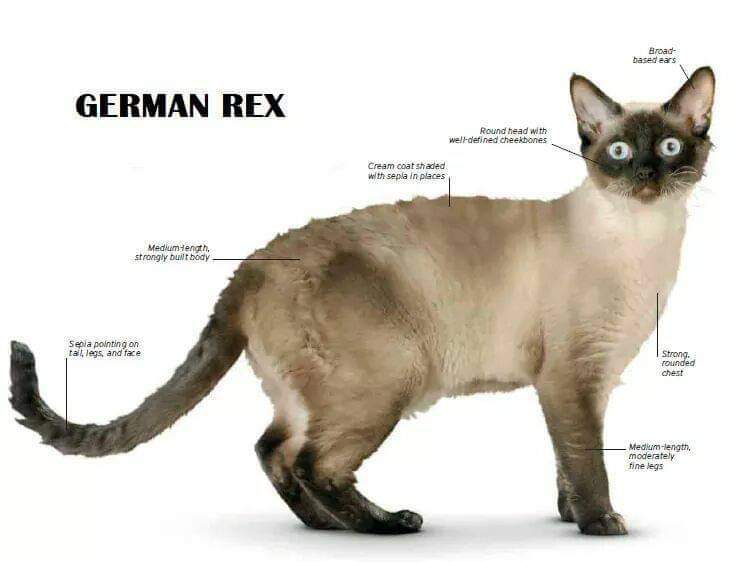 [ JomKitaKongsi ] - 75 Jenis Kucing Yang Korang Kena Tahu Selain Si King Oyen !!!   #JomKita.Comelnya Semua!!! 