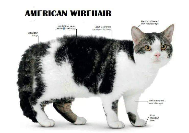 [ JomKitaKongsi ] - 75 Jenis Kucing Yang Korang Kena Tahu Selain Si King Oyen !!!   #JomKita.Comelnya Semua!!! 