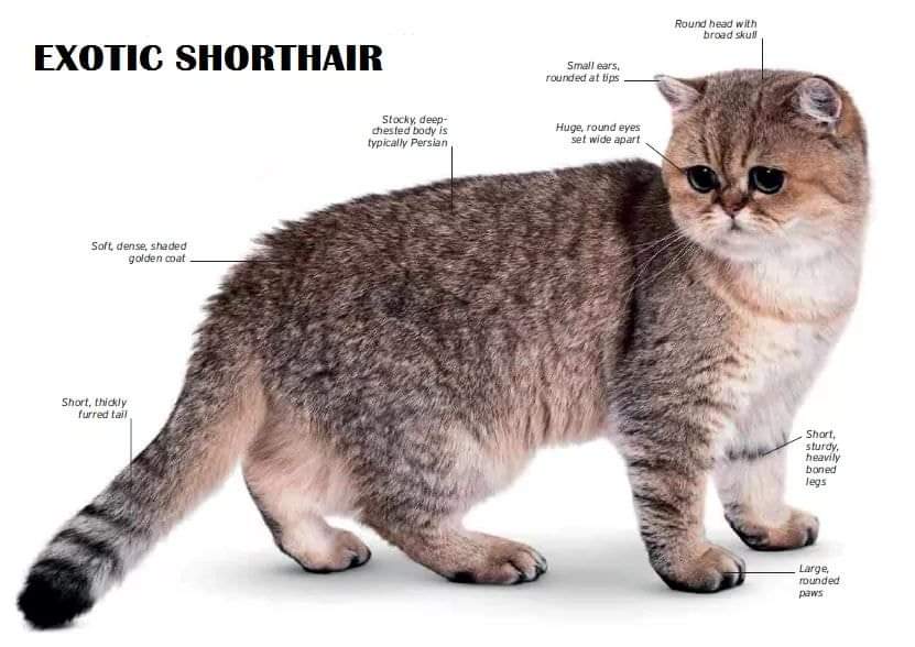 [ JomKitaKongsi ] - 75 Jenis Kucing Yang Korang Kena Tahu Selain Si King Oyen !!!   #JomKita.Comelnya Semua!!! 