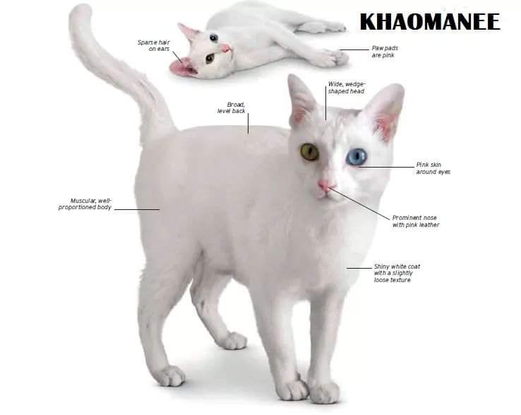 [ JomKitaKongsi ] - 75 Jenis Kucing Yang Korang Kena Tahu Selain Si King Oyen !!!   #JomKita.Comelnya Semua!!! 