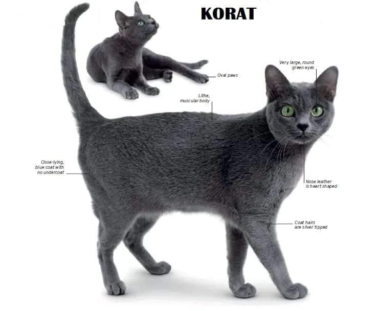 [ JomKitaKongsi ] - 75 Jenis Kucing Yang Korang Kena Tahu Selain Si King Oyen !!!   #JomKita.Comelnya Semua!!! 