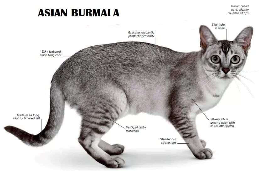 [ JomKitaKongsi ] - 75 Jenis Kucing Yang Korang Kena Tahu Selain Si King Oyen !!!   #JomKita.Comelnya Semua!!! 