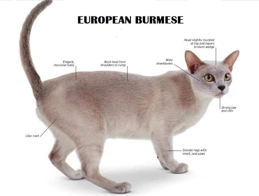 [ JomKitaKongsi ] - 75 Jenis Kucing Yang Korang Kena Tahu Selain Si King Oyen !!!   #JomKita.Comelnya Semua!!! 