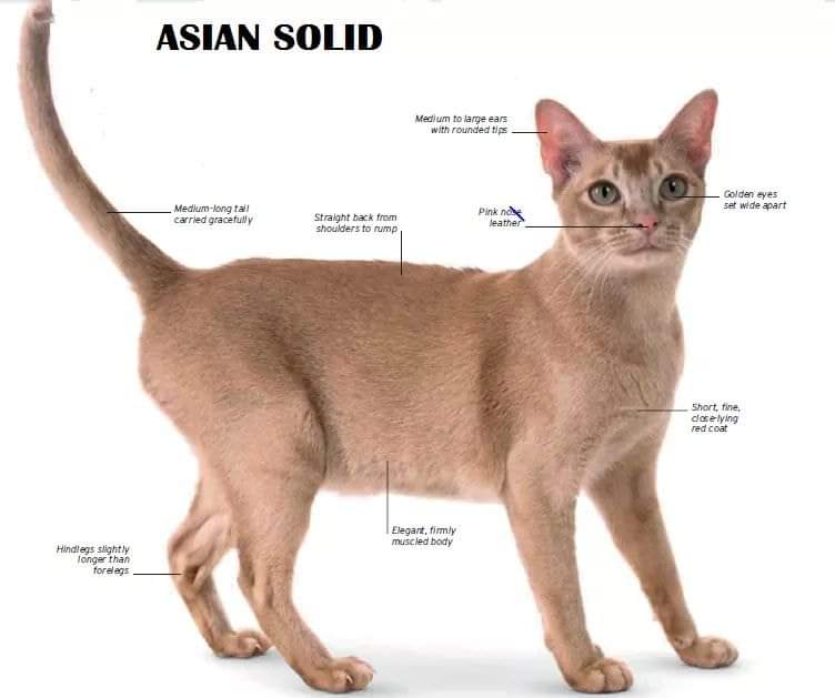 [ JomKitaKongsi ] - 75 Jenis Kucing Yang Korang Kena Tahu Selain Si King Oyen !!!   #JomKita.Comelnya Semua!!! 