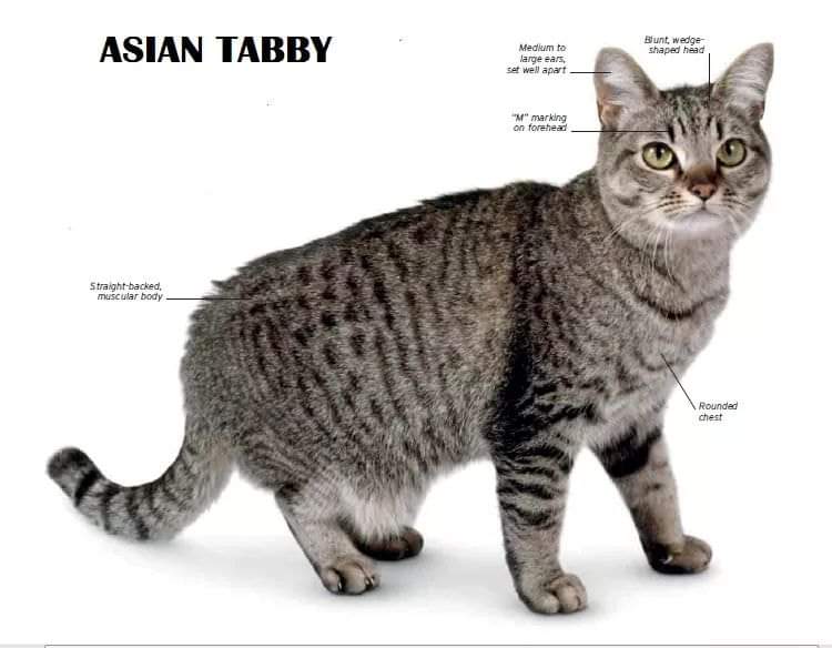 [ JomKitaKongsi ] - 75 Jenis Kucing Yang Korang Kena Tahu Selain Si King Oyen !!!   #JomKita.Comelnya Semua!!! 