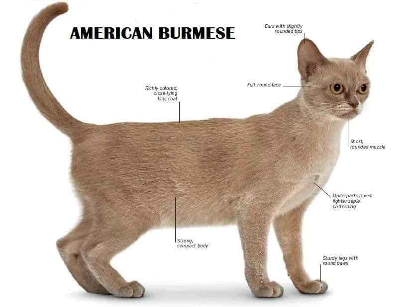 [ JomKitaKongsi ] - 75 Jenis Kucing Yang Korang Kena Tahu Selain Si King Oyen !!!   #JomKita.Comelnya Semua!!! 