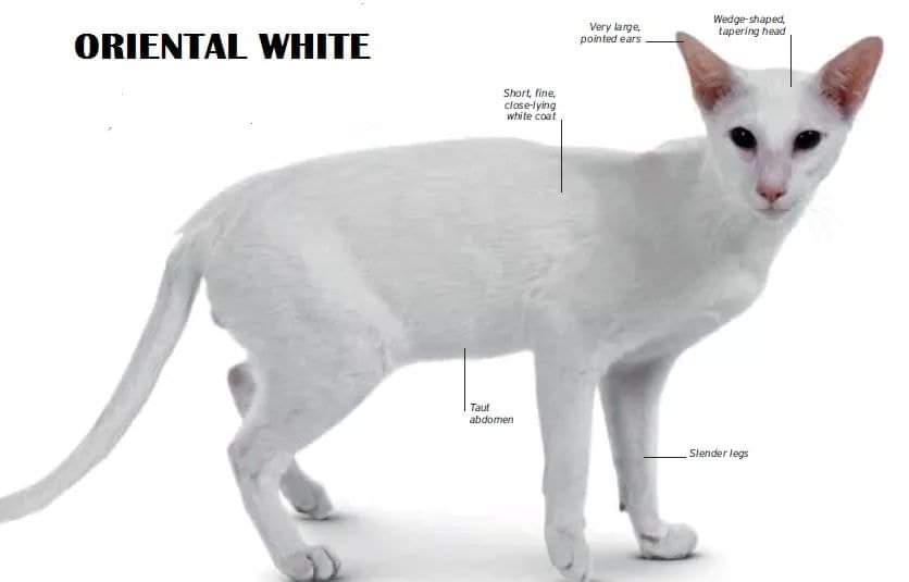 [ JomKitaKongsi ] - 75 Jenis Kucing Yang Korang Kena Tahu Selain Si King Oyen !!!   #JomKita.Comelnya Semua!!! 