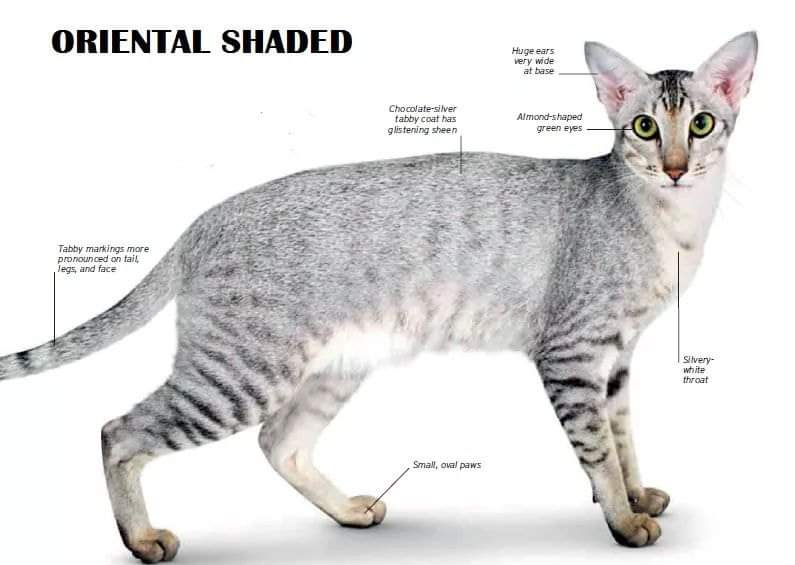 [ JomKitaKongsi ] - 75 Jenis Kucing Yang Korang Kena Tahu Selain Si King Oyen !!!   #JomKita.Comelnya Semua!!! 