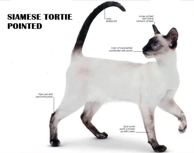 [ JomKitaKongsi ] - 75 Jenis Kucing Yang Korang Kena Tahu Selain Si King Oyen !!!   #JomKita.Comelnya Semua!!! 