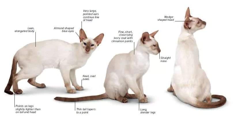 [ JomKitaKongsi ] - 75 Jenis Kucing Yang Korang Kena Tahu Selain Si King Oyen !!!   #JomKita.Comelnya Semua!!! 