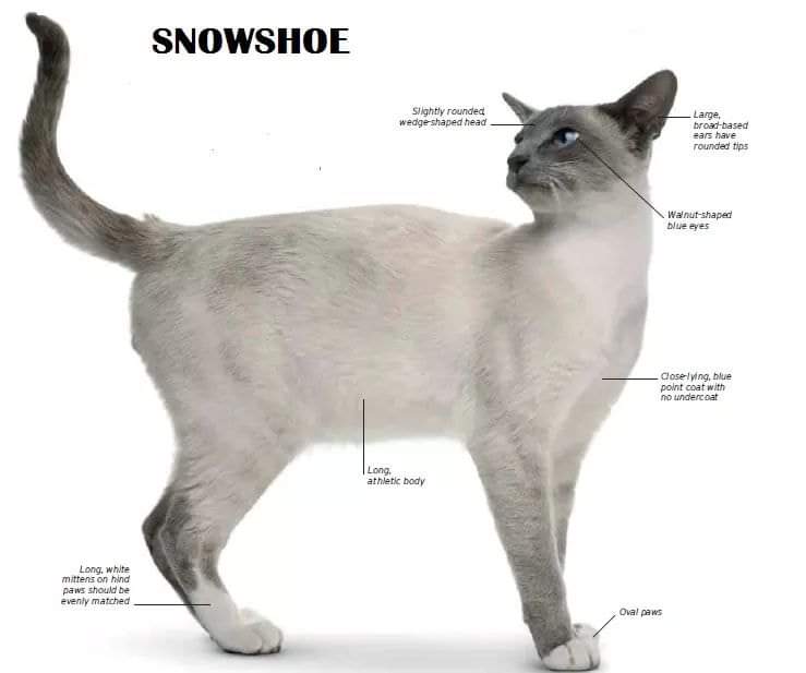 [ JomKitaKongsi ] - 75 Jenis Kucing Yang Korang Kena Tahu Selain Si King Oyen !!!   #JomKita.Comelnya Semua!!! 