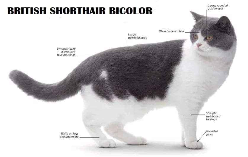 [ JomKitaKongsi ] - 75 Jenis Kucing Yang Korang Kena Tahu Selain Si King Oyen !!!   #JomKita.Comelnya Semua!!! 