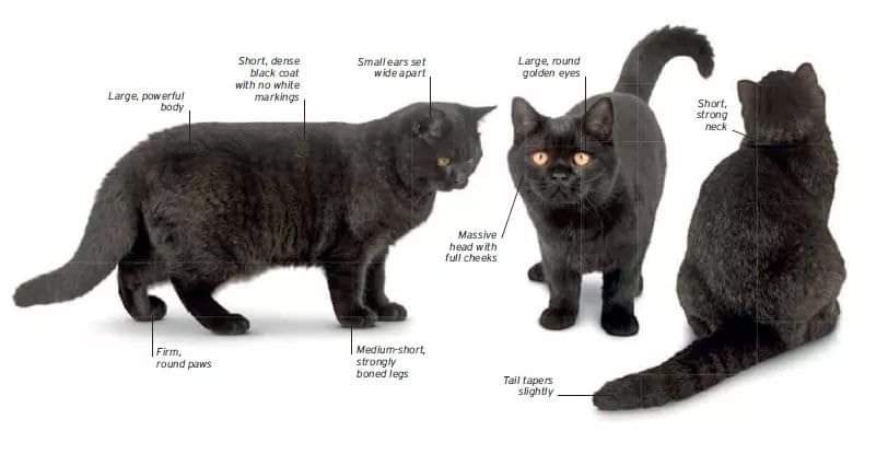 [ JomKitaKongsi ] - 75 Jenis Kucing Yang Korang Kena Tahu Selain Si King Oyen !!!   #JomKita.Comelnya Semua!!! 