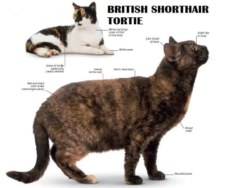 [ JomKitaKongsi ] - 75 Jenis Kucing Yang Korang Kena Tahu Selain Si King Oyen !!!   #JomKita.Comelnya Semua!!! 