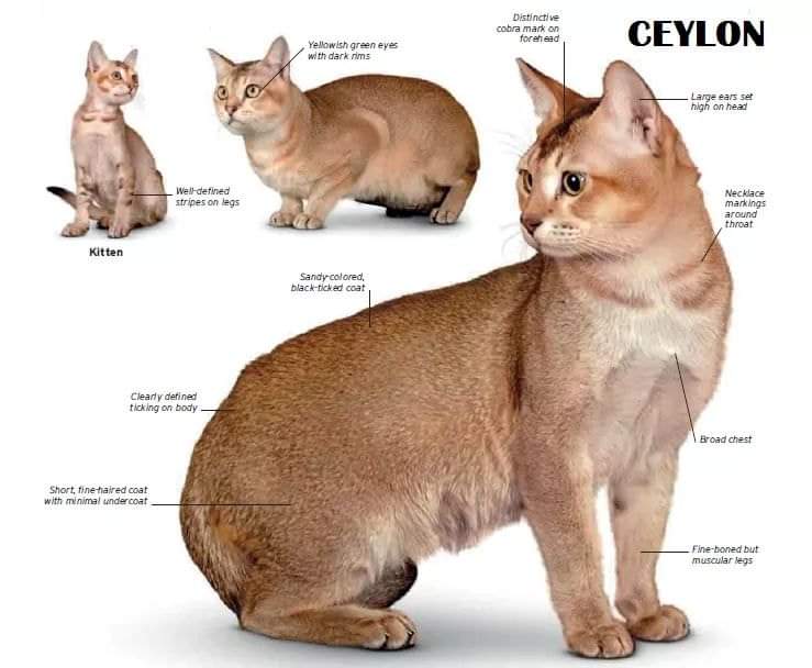 [ JomKitaKongsi ] - 75 Jenis Kucing Yang Korang Kena Tahu Selain Si King Oyen !!!   #JomKita.Comelnya Semua!!! 