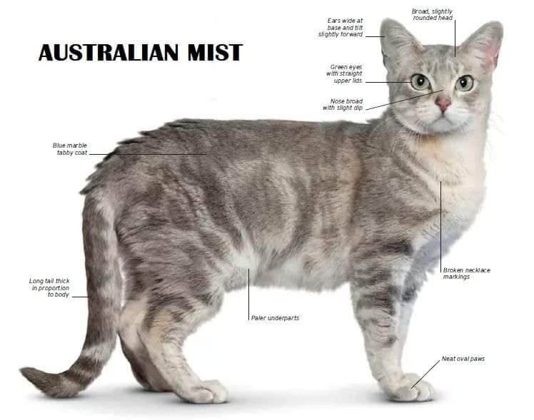 [ JomKitaKongsi ] - 75 Jenis Kucing Yang Korang Kena Tahu Selain Si King Oyen !!!   #JomKita.Comelnya Semua!!! 