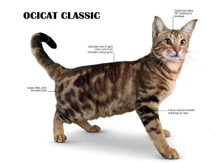 [ JomKitaKongsi ] - 75 Jenis Kucing Yang Korang Kena Tahu Selain Si King Oyen !!!   #JomKita.Comelnya Semua!!! 