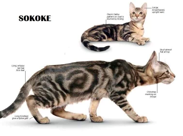 [ JomKitaKongsi ] - 75 Jenis Kucing Yang Korang Kena Tahu Selain Si King Oyen !!!   #JomKita.Comelnya Semua!!! 