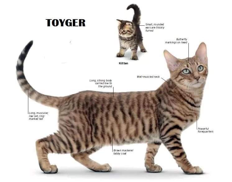 [ JomKitaKongsi ] - 75 Jenis Kucing Yang Korang Kena Tahu Selain Si King Oyen !!!   #JomKita.Comelnya Semua!!! 