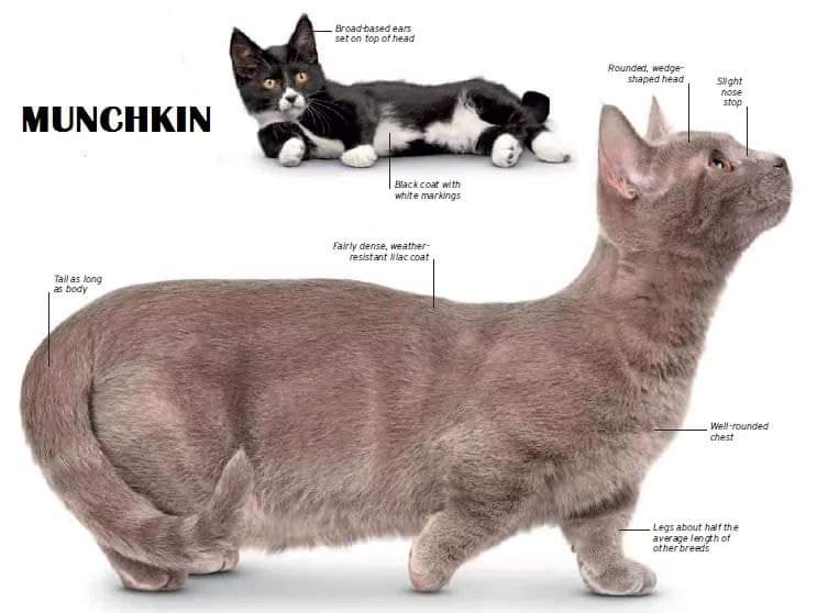 [ JomKitaKongsi ] - 75 Jenis Kucing Yang Korang Kena Tahu Selain Si King Oyen !!!   #JomKita.Comelnya Semua!!! 