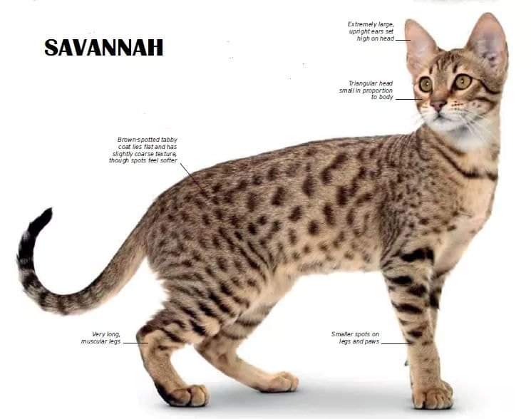 [ JomKitaKongsi ] - 75 Jenis Kucing Yang Korang Kena Tahu Selain Si King Oyen !!!   #JomKita.Comelnya Semua!!! 