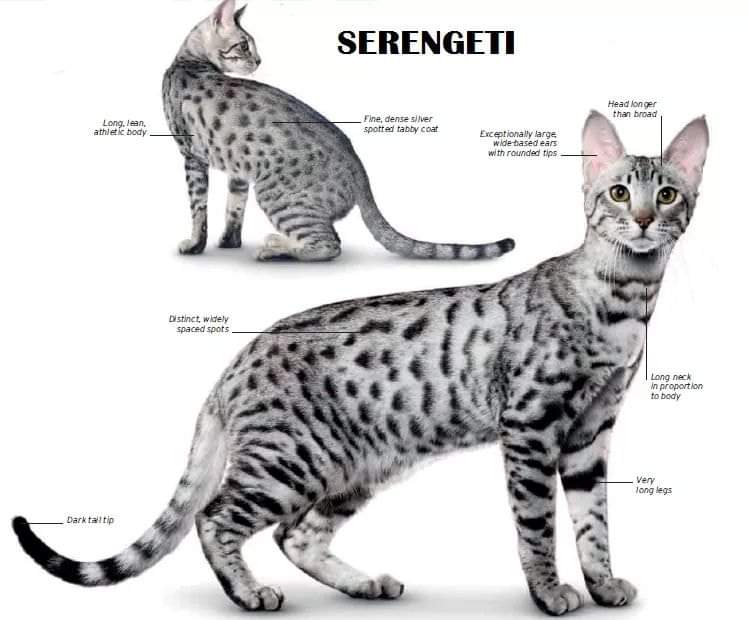 [ JomKitaKongsi ] - 75 Jenis Kucing Yang Korang Kena Tahu Selain Si King Oyen !!!   #JomKita.Comelnya Semua!!! 