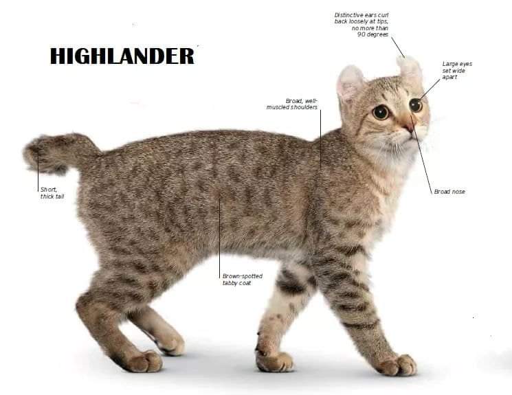 [ JomKitaKongsi ] - 75 Jenis Kucing Yang Korang Kena Tahu Selain Si King Oyen !!!   #JomKita.Comelnya Semua!!! 