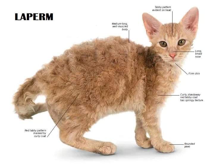 [ JomKitaKongsi ] - 75 Jenis Kucing Yang Korang Kena Tahu Selain Si King Oyen !!!   #JomKita.Comelnya Semua!!! 